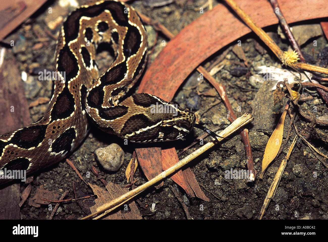 Daboia Russelii Russells Viper Venomous Akurdi Snake Park Pune Maharashtra India Stock Photo