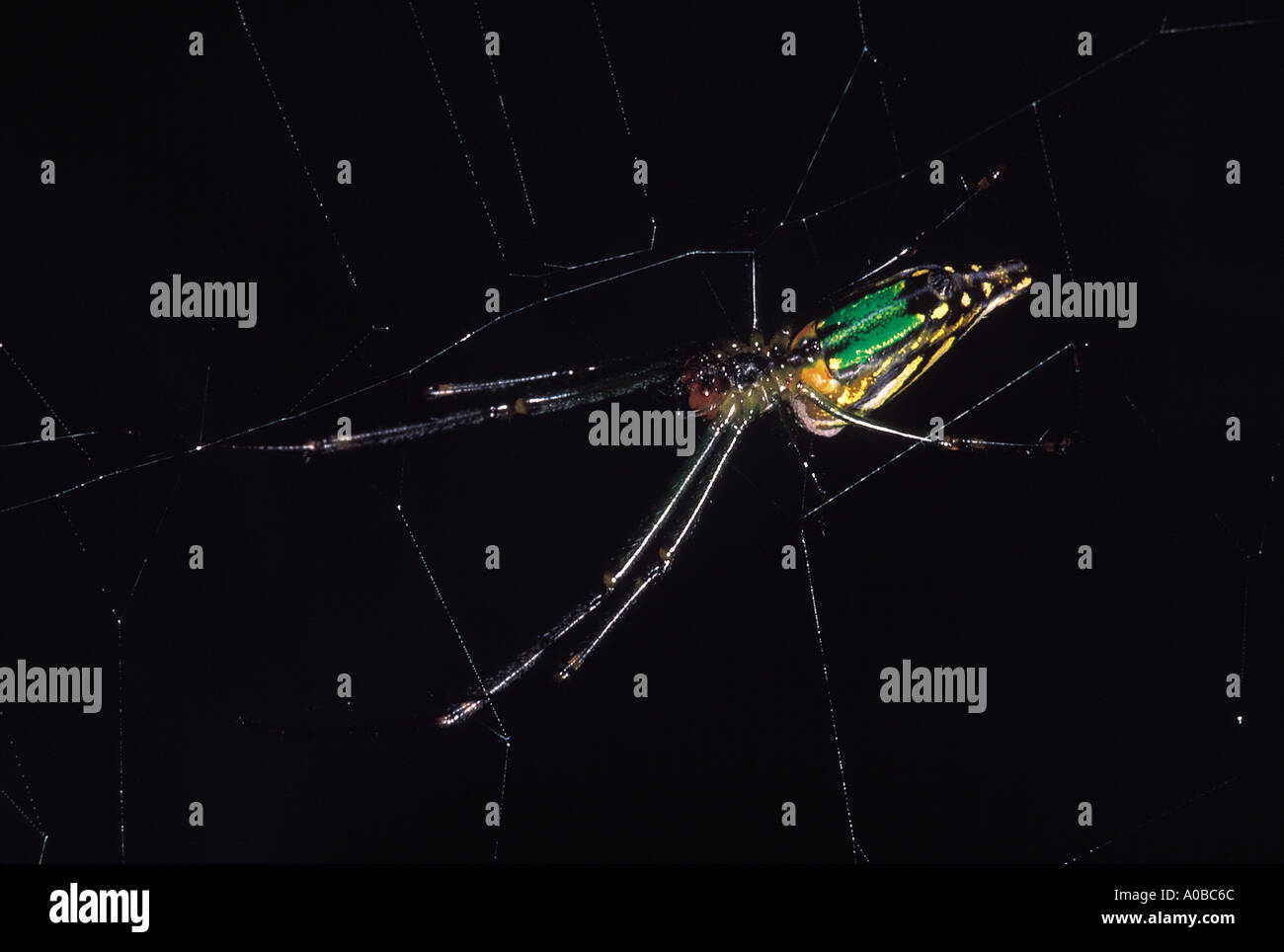 Green and gold bum spider, Nephila sp. Pune Maharashtra India Stock Photo