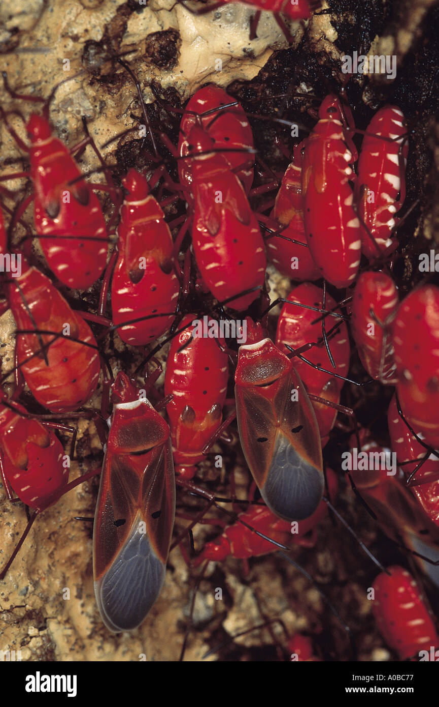 Red bugs nymphs Arunachal Pradesh India Stock Photo