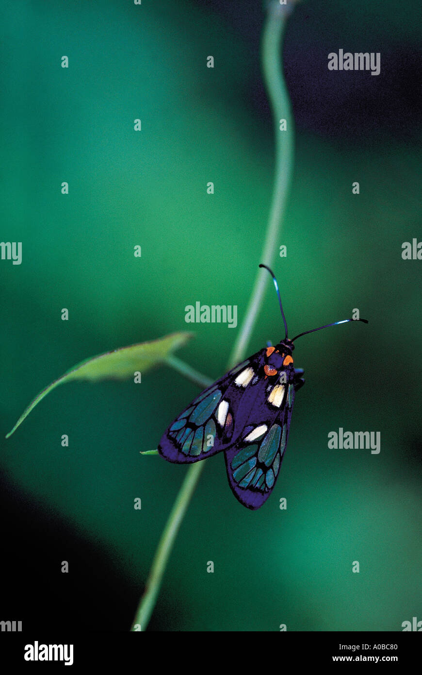 Clear wing moth Arunachal Pradesh India Stock Photo