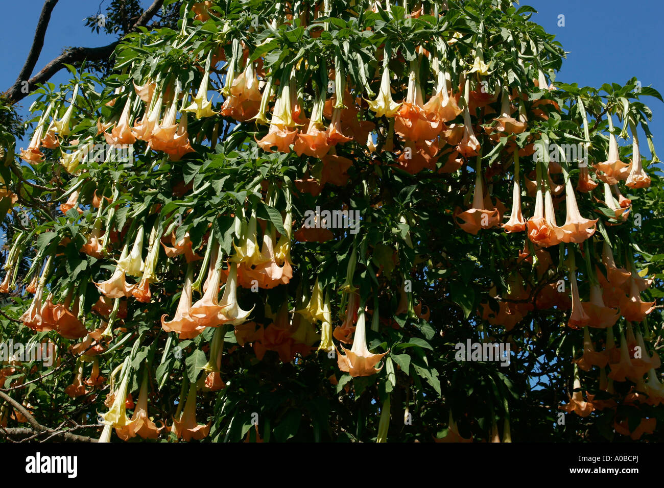 Angels trumpet bell tree at the Botanical Gardens Sydney, New South