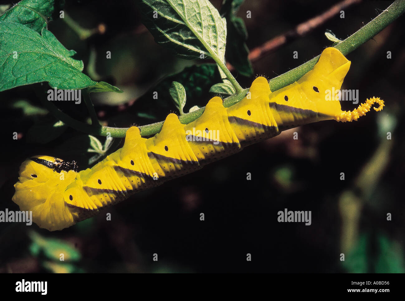 Yellow caterpillar. Stock Photo