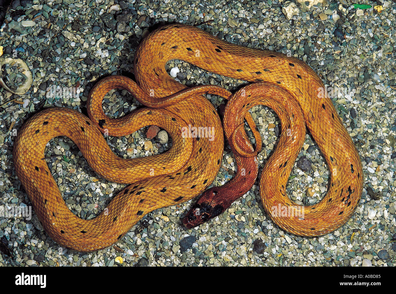 ROYAL SNAKE  Spalerosophis Diadema. Variety: Atriceps. Non venomous. Uncommon Katraj  Snake Park, Maharashtra, India. Stock Photo