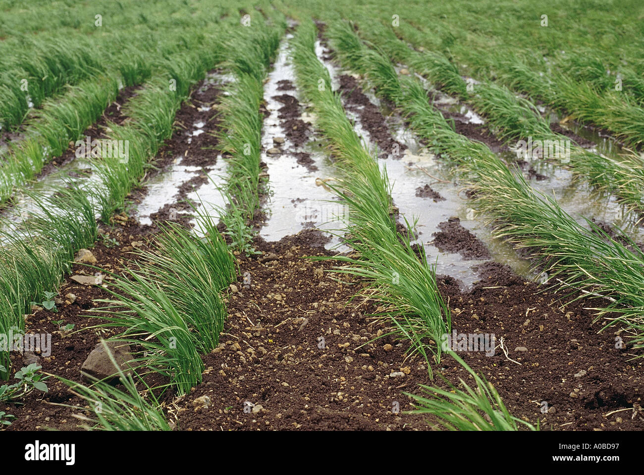 Rice plant field hi-res stock photography and images - Alamy
