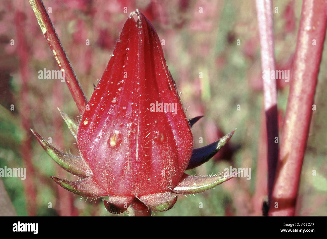 Bissap( Hibiscus calyses)
