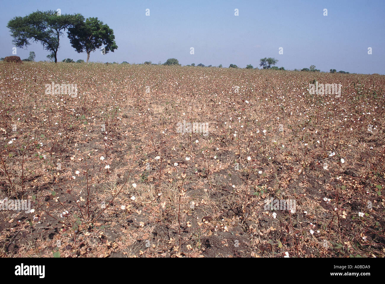 Cotton crop. Cotton is mainly cultivated in the deep black soils of the