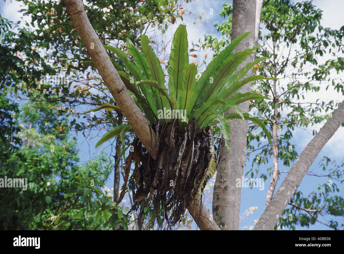 The Bird's Nest fern is an epiphytic fern commonly found nestled on
