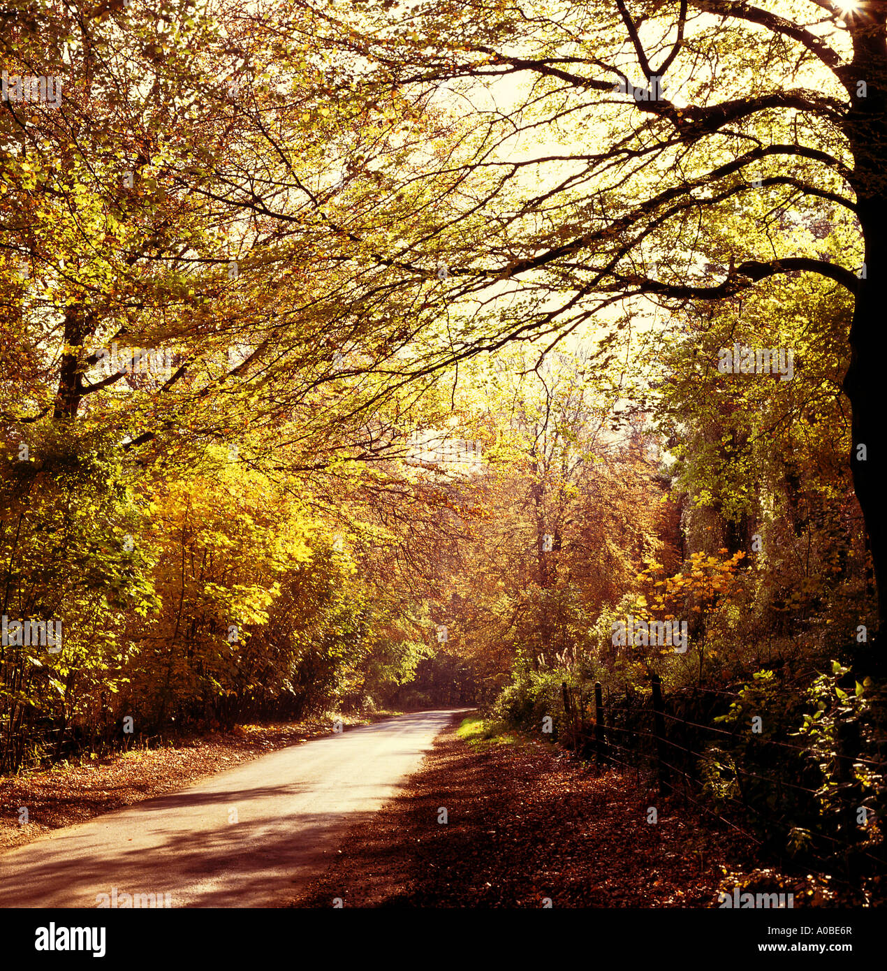 Wychwood forest, oxfordshire, england hi-res stock photography and ...