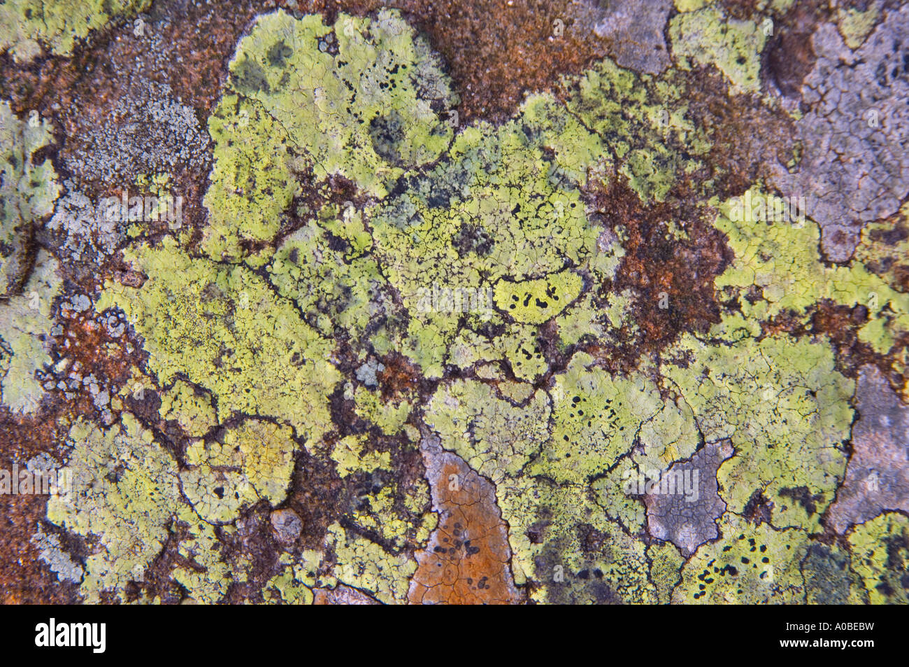 Crustose Lichens on a slate rock, Eden Valley, Cumbria, England Stock ...