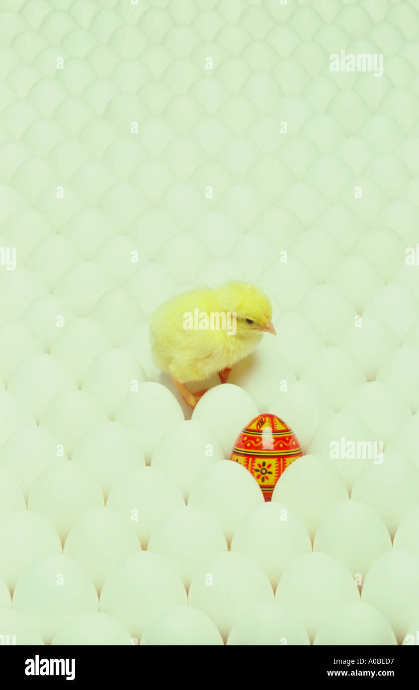 Field of eggs with a day old chicken and decorative egg Standing out in a group Stock Photo