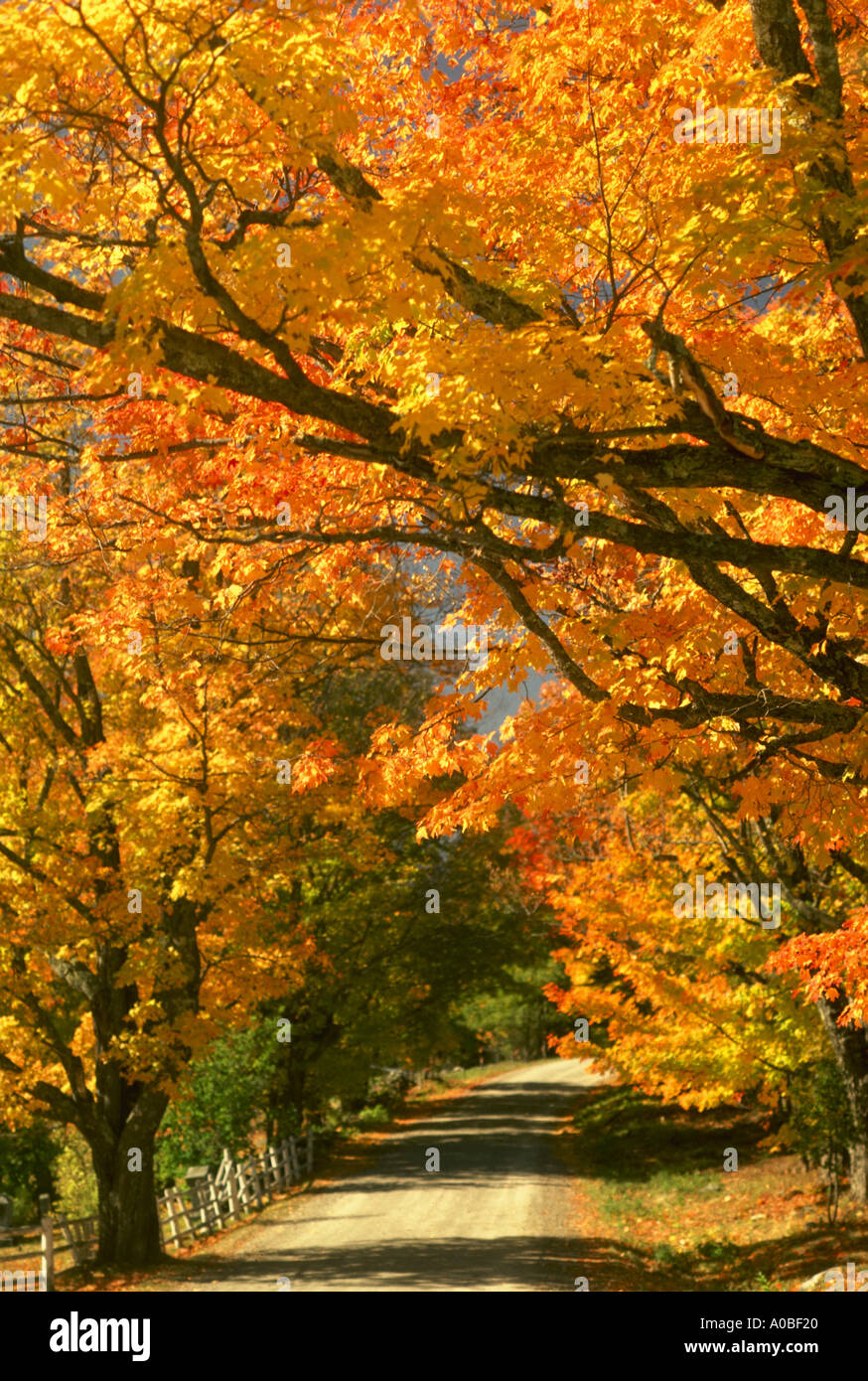 Fall foliage along country road in Vermont Stock Photo