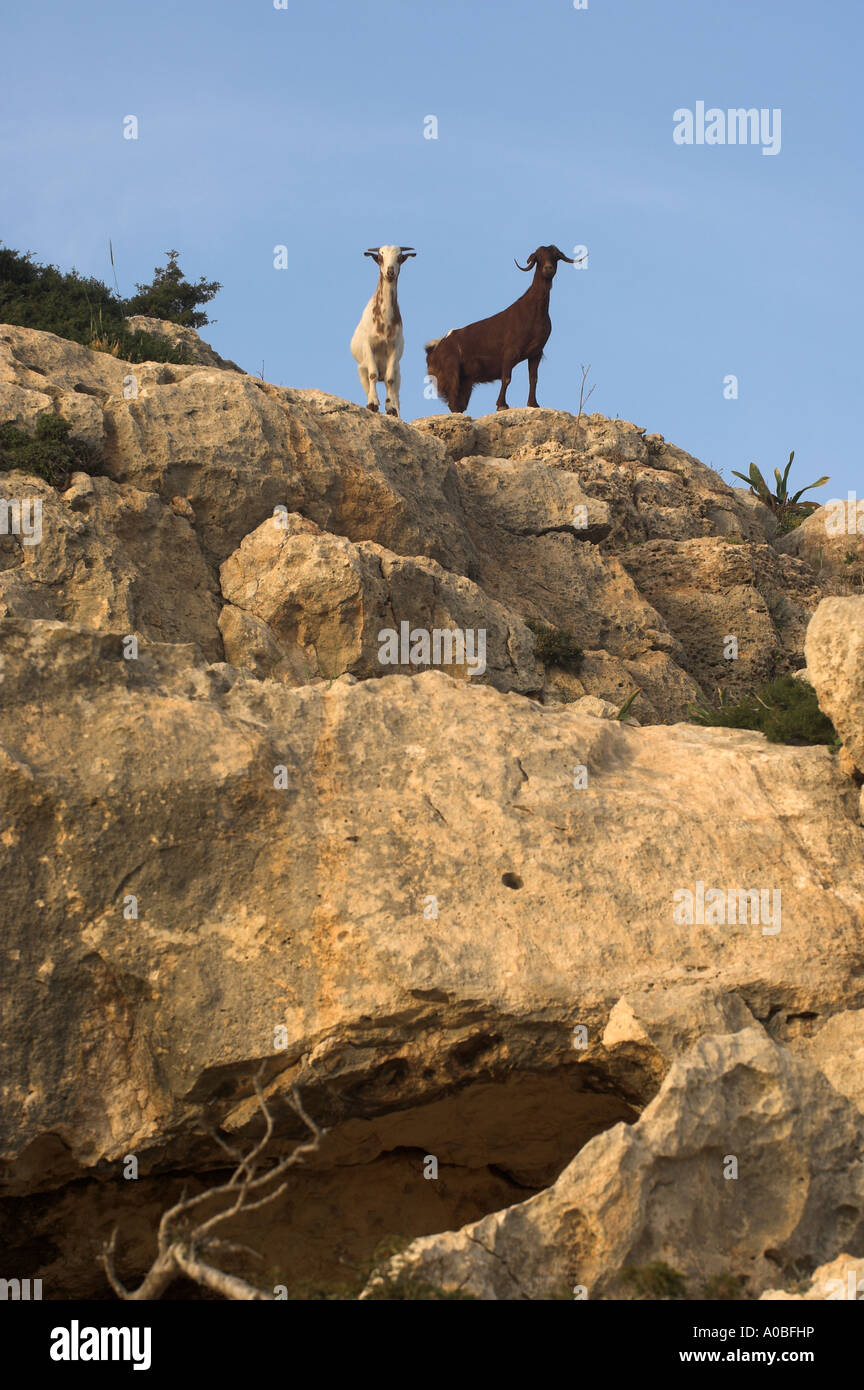 Feral goats cyprus hi-res stock photography and images - Alamy