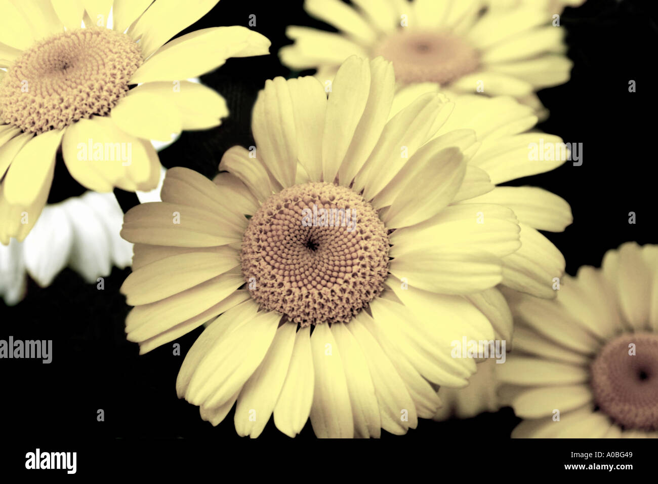 Daisy flowers Digitally manipulated Stock Photo