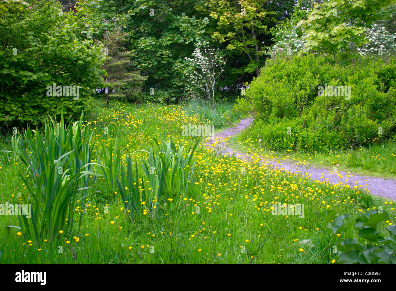 Wildflowers growing in marshy area at edge of wood Stock Photo