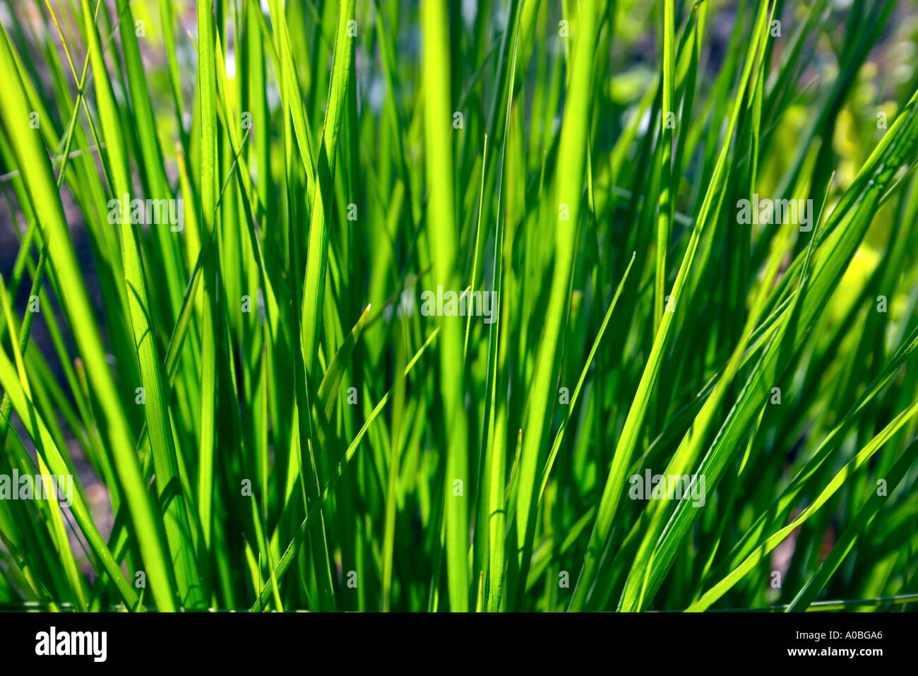 Lush ornamental grasses growing hi-res stock photography and images - Alamy