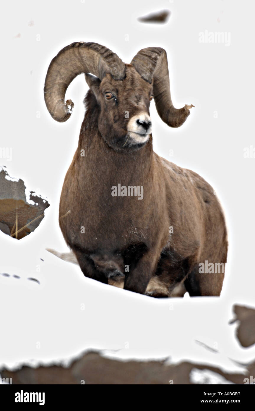 Bighorn Sheep 110 Stock Photo