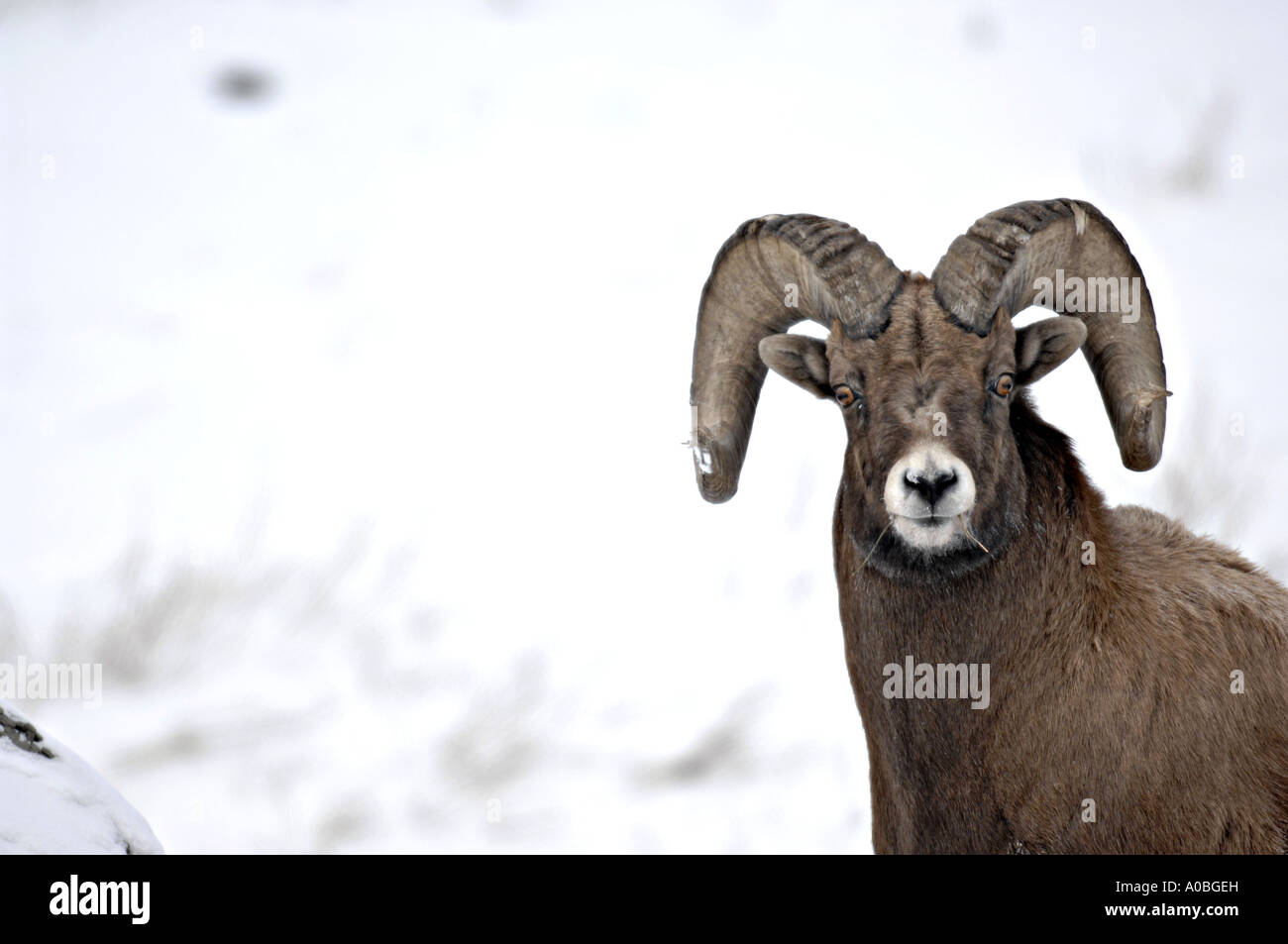 A winter Bighorn Ram portrait Stock Photo
