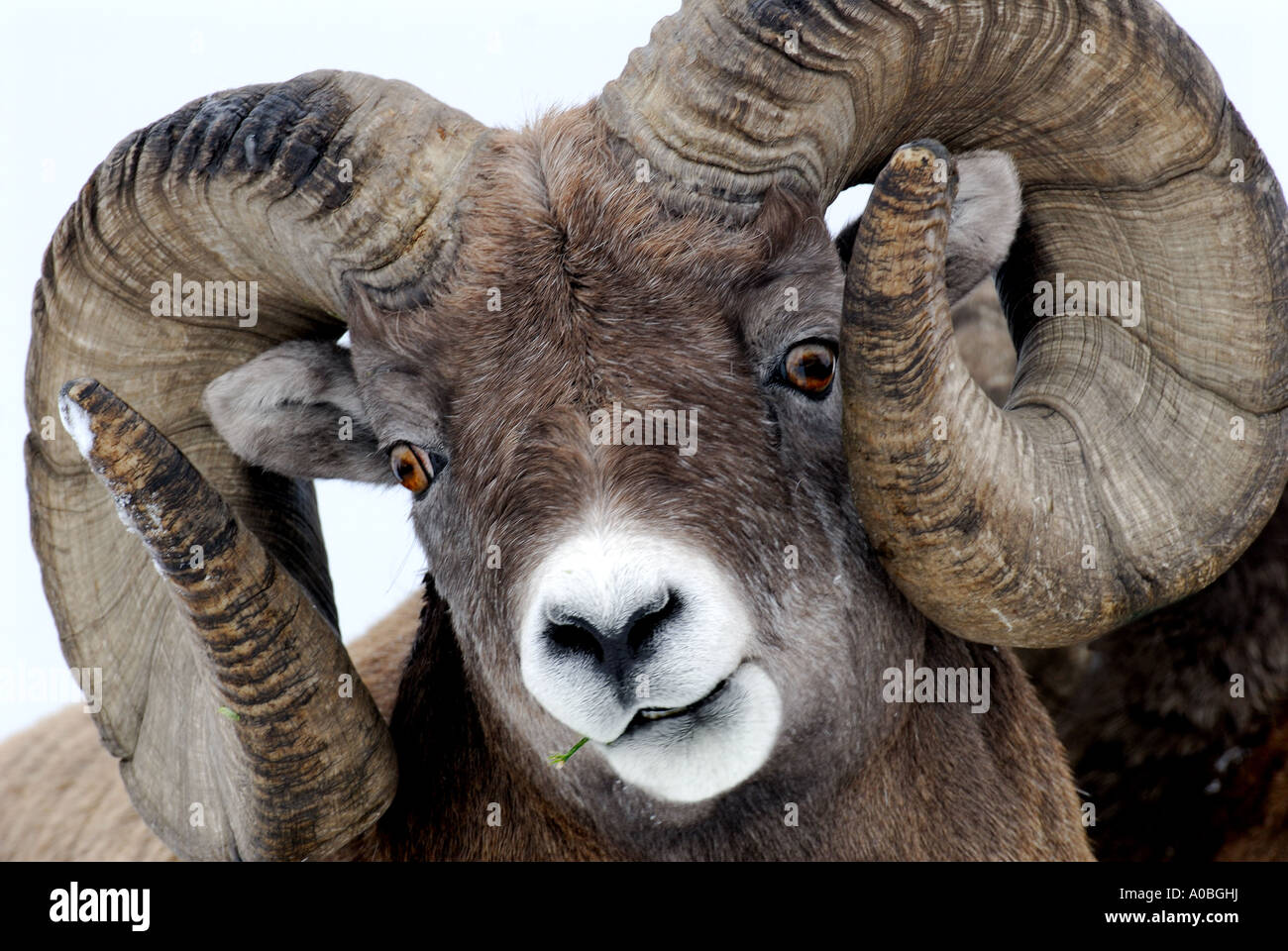 Bighorn Sheep portrait Stock Photo
