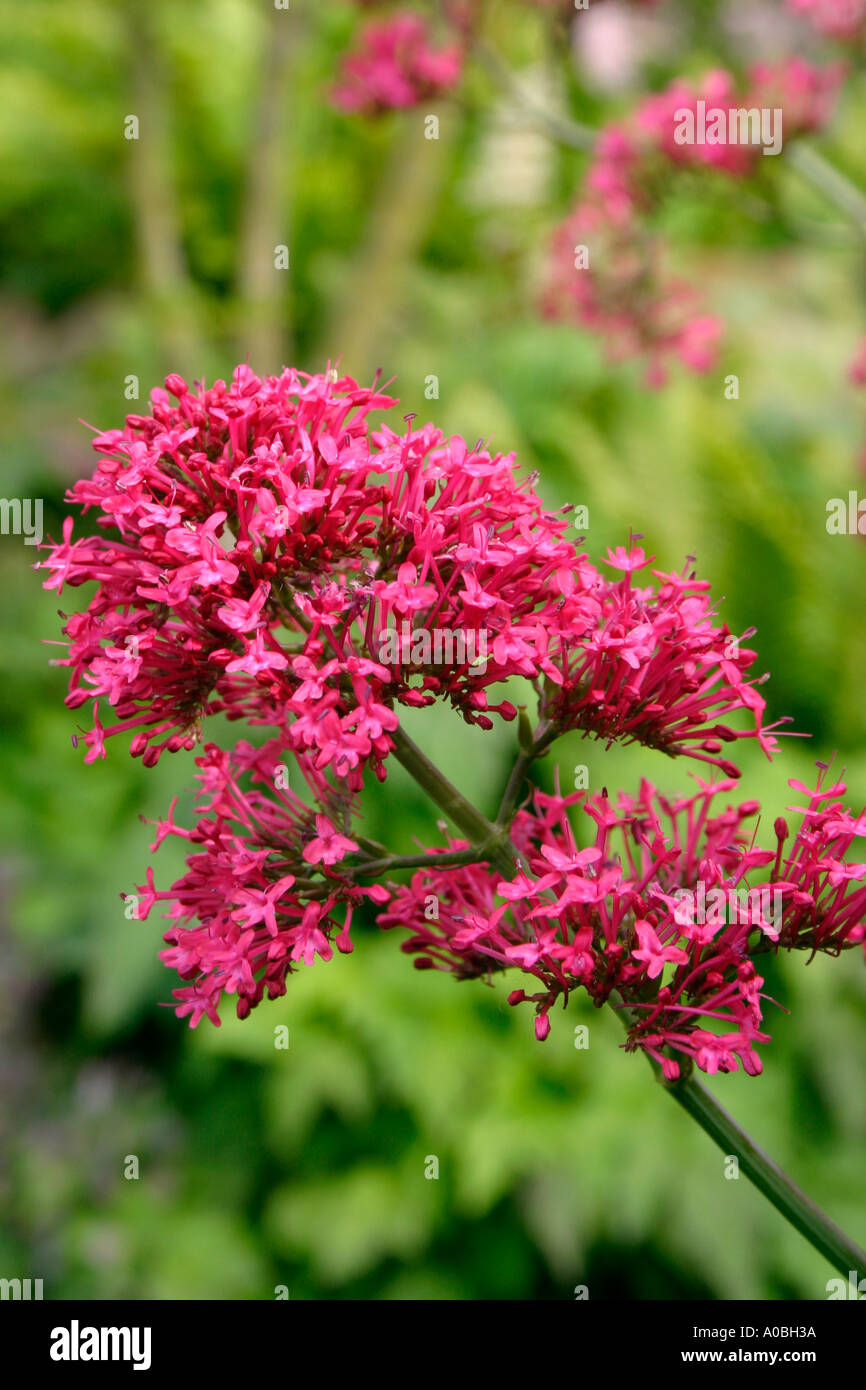 Flowers of herbaceous garden perennial plant Centranthus ruber Stock Photo