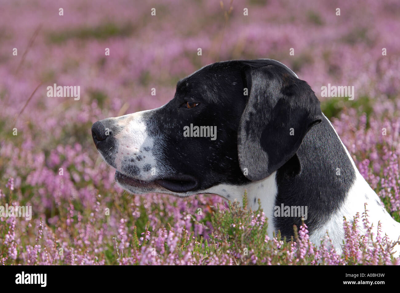 pointer dog working in a field of heather in the english countryside