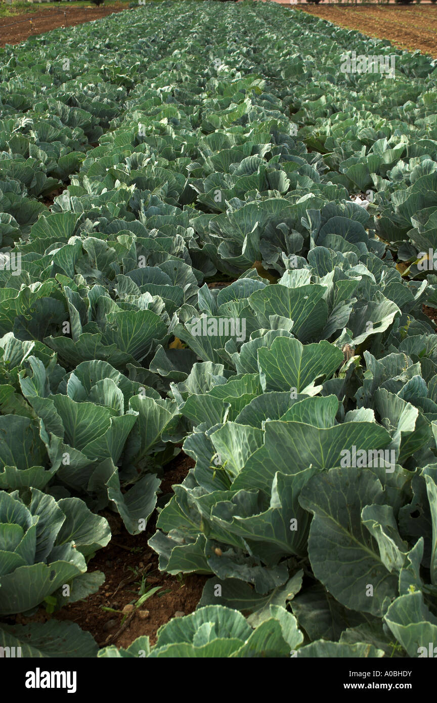 Cabbage patch in Cyprus Brassica Oleracea Stock Photo