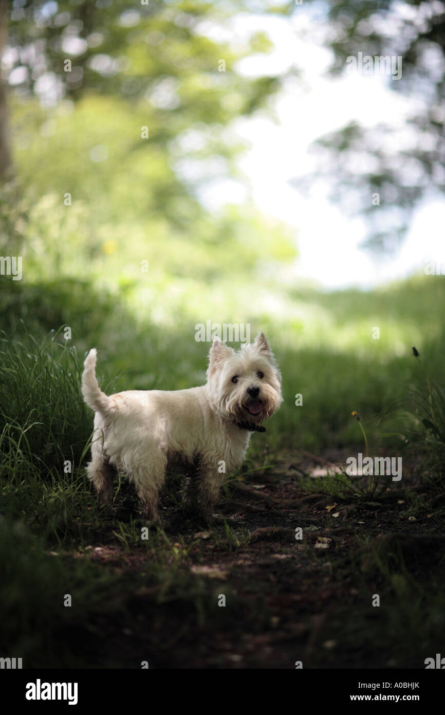 A West highland white terrier on a walk, clench common, Wiltshire, UK Stock Photo
