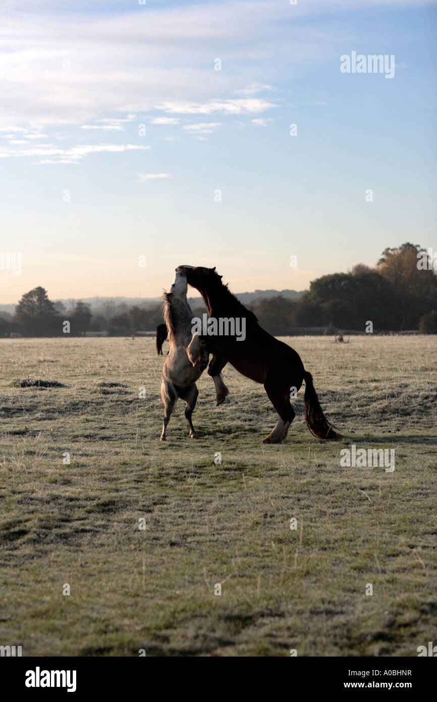 Playful horses on Port meadow, north Oxford. UK Stock Photo Alamy