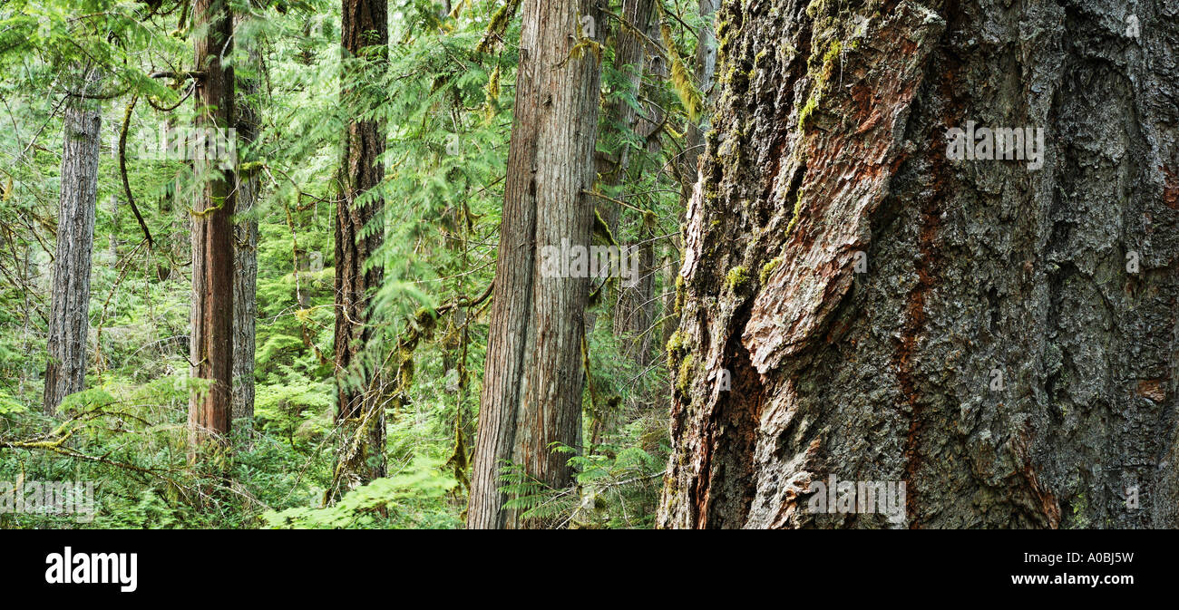 Douglas fir and western red cedar trees Newhalem Ross Lake National Recreation Area North Cascades Whatcom County Washington USA Stock Photo