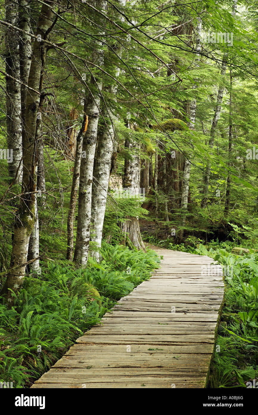 Wooden boardwalk through forest Longmire Mount Rainier National Park Washington USA Stock Photo
