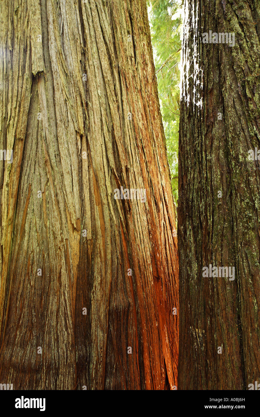 Trunks of western red cedar Grove of the Patriarchs Mount Rainier National Park Washington USA Stock Photo