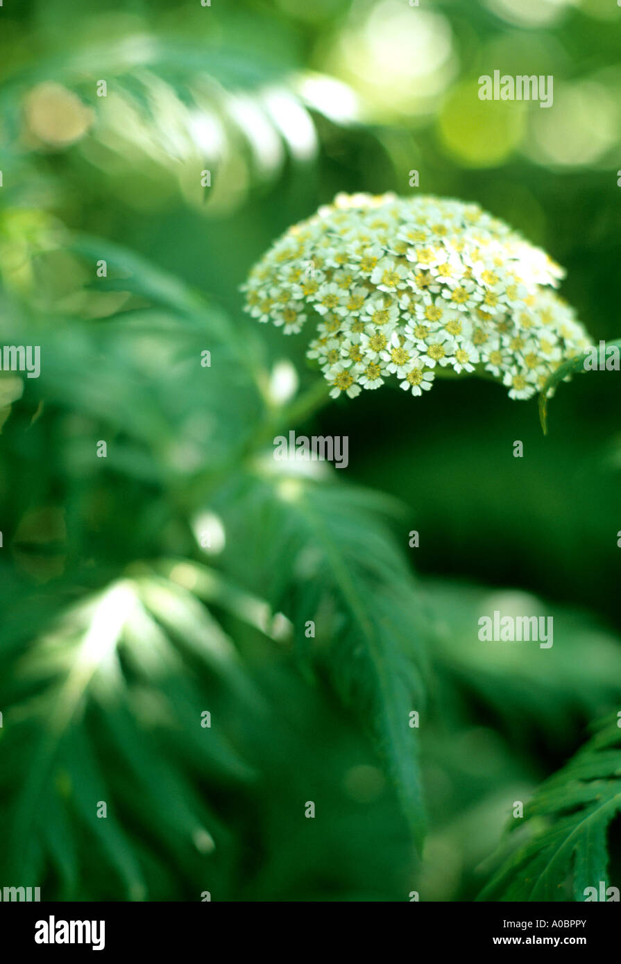 Flower head and leaves in sunlight Stock Photo