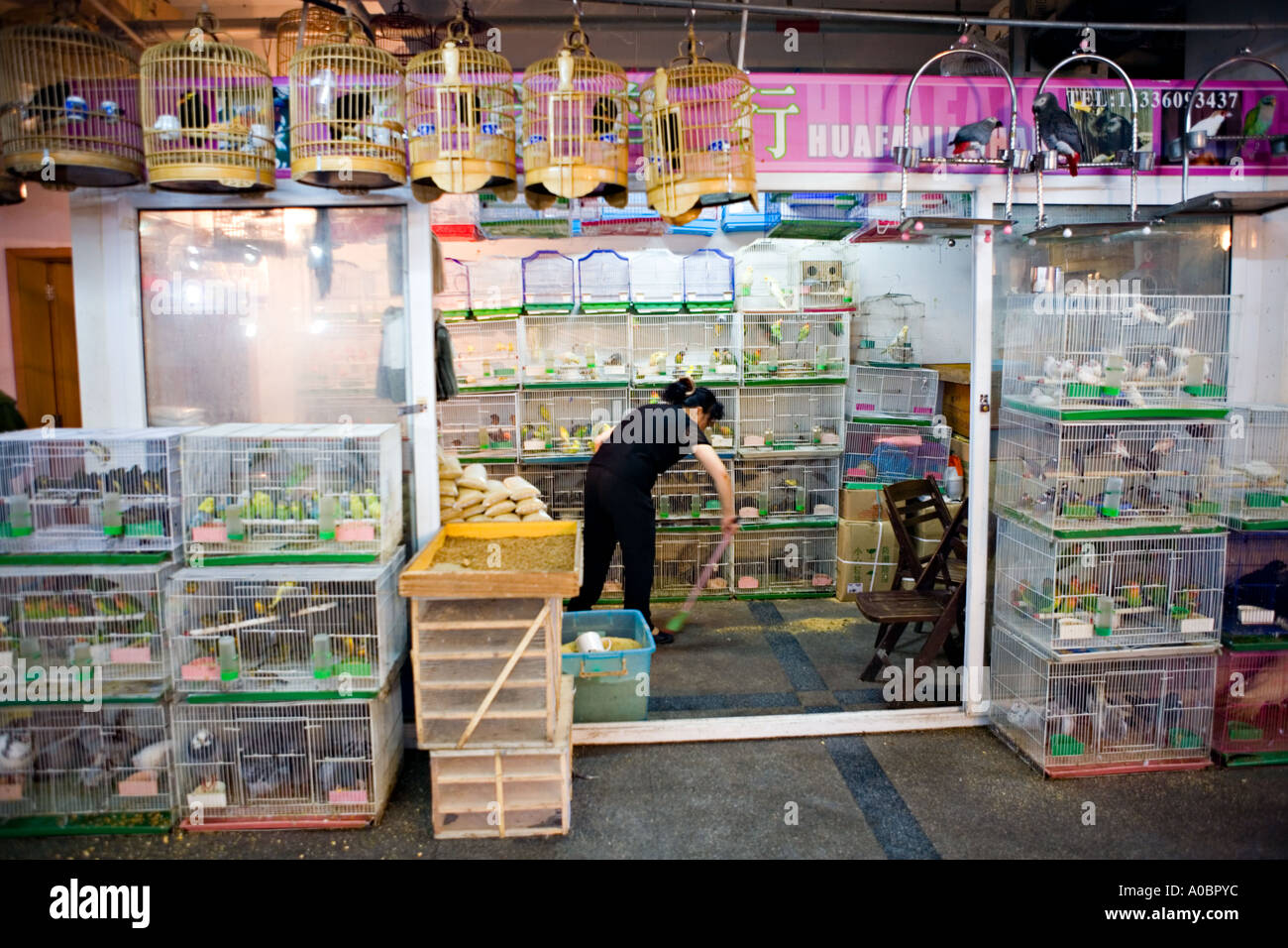 CHINA SHANGHAI Shaghai Bird Market selling birds in cages Chinese people often keep birds as pet