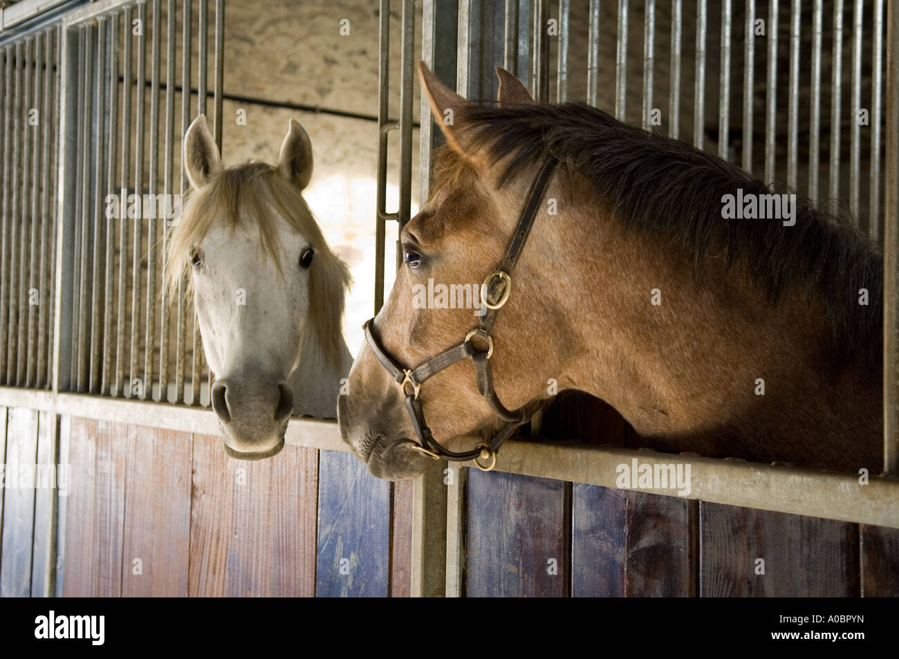 Two horses in their stable Stock Photo