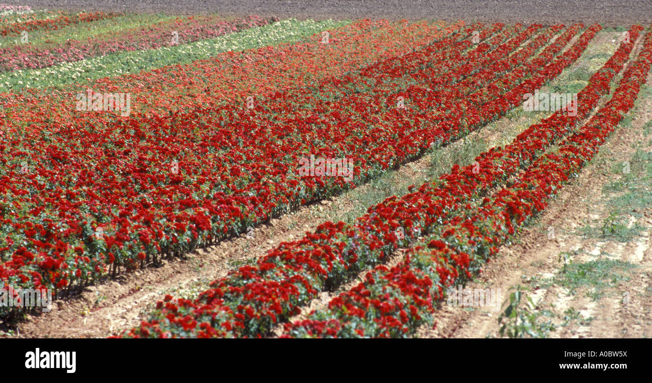 Provence - France Field of cultivated carnations Stock Photo