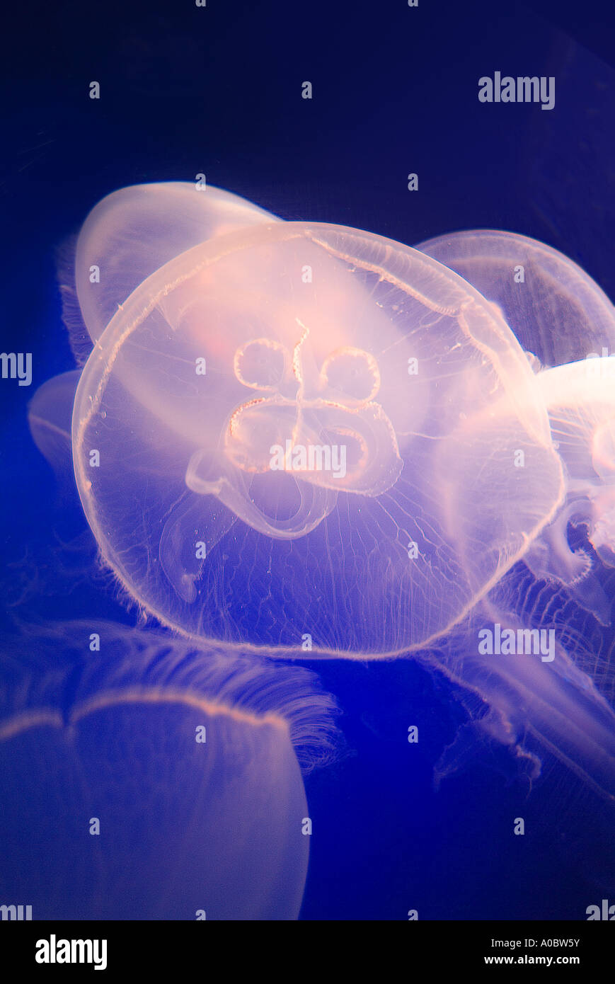 Jellyfish Swimming & Floating Stock Photo