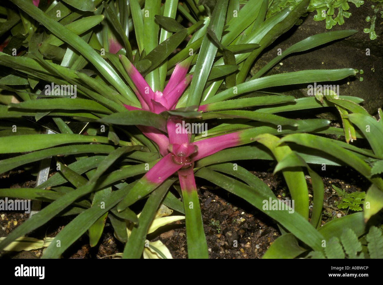 Kew Gardens - UK Bromeliad Stock Photo