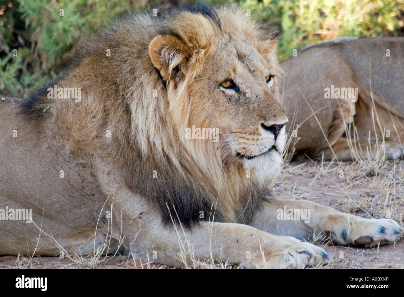 Closeup male lion panthera hi-res stock photography and images - Alamy
