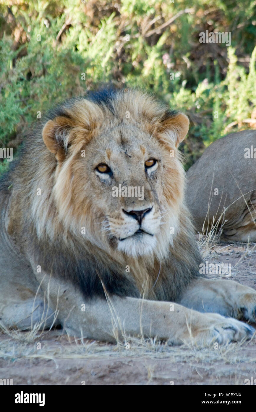 Male lion old hi-res stock photography and images - Alamy