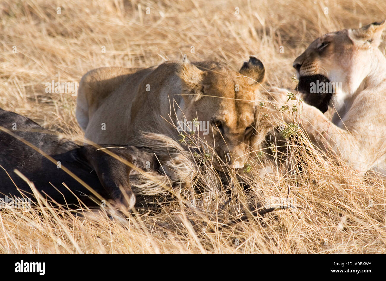 Lions feast on Wildebeest Kill Panthera leo Masai Mara Kenya Africa ...