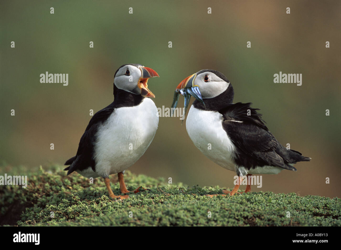 Puffin fratercula arctica adults photographed on skomer island wales hi ...
