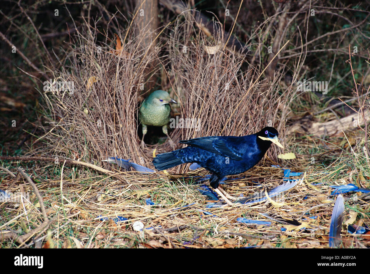 Птицы метят свои территории. Птицы метят свои территории. Птицы метят свои территории. Австралийский золотой шалашник. Птица с кольцом на лапе.