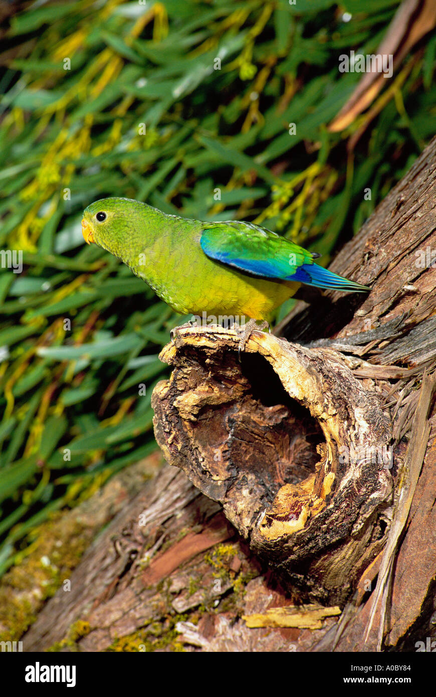 Male orange bellied parrot hires stock photography and images Alamy