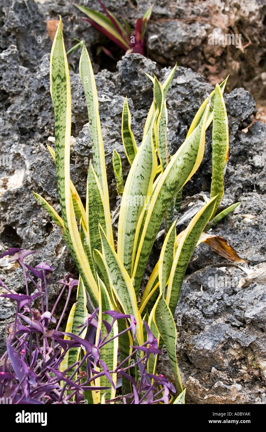 organic plant seeds Organic Arugula Seeds