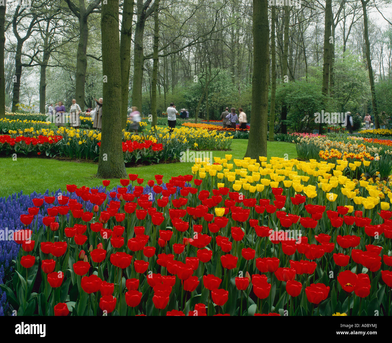 Tulips in keukenhof netherlands hi-res stock photography and images - Alamy