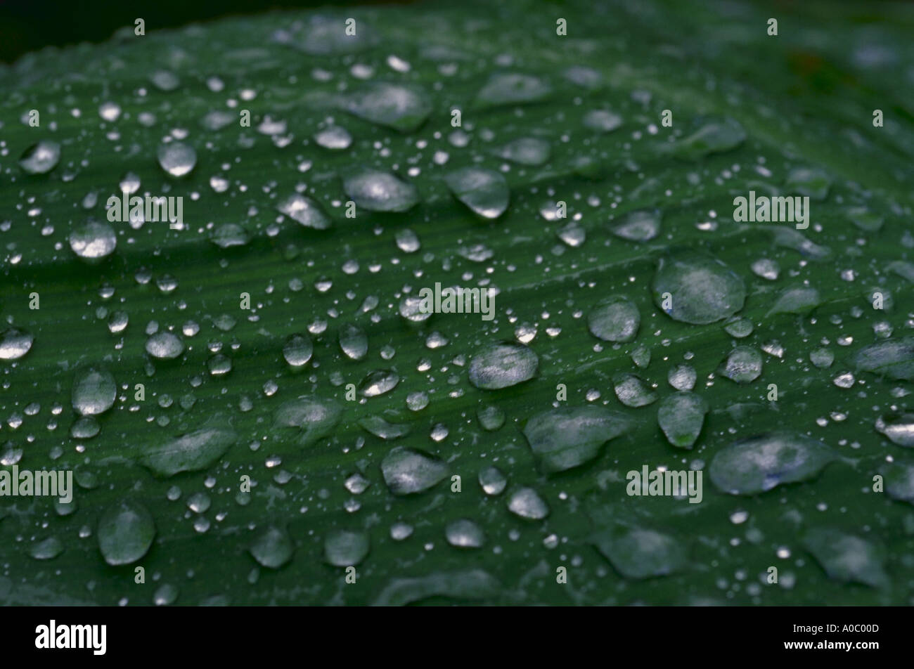 Water drops on leaf of plant Stock Photo