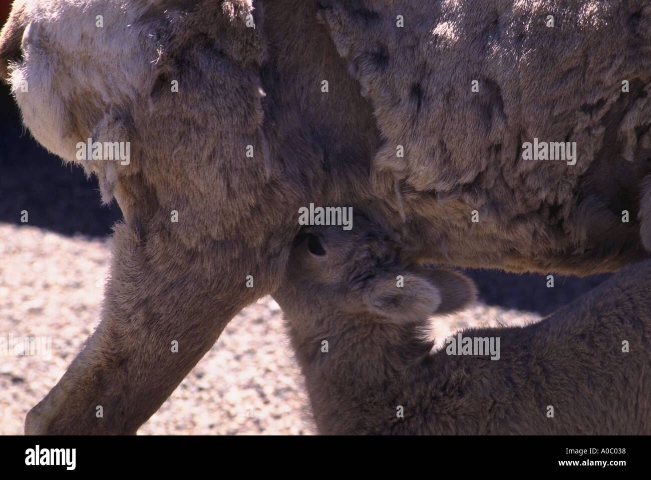 A lamb nurses from mother as mother grazes Glacier National park Montana Stock Photo
