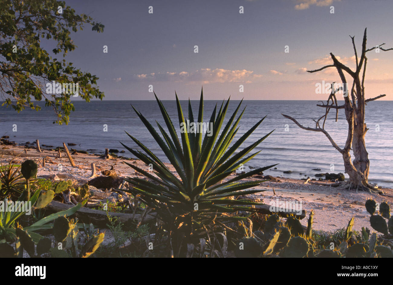 Spanish dagger, prickly pear cacti on beach at Jewel Key, Ten Thousand Islands area, Everglades Nat Park, Florida, USA Stock Photo