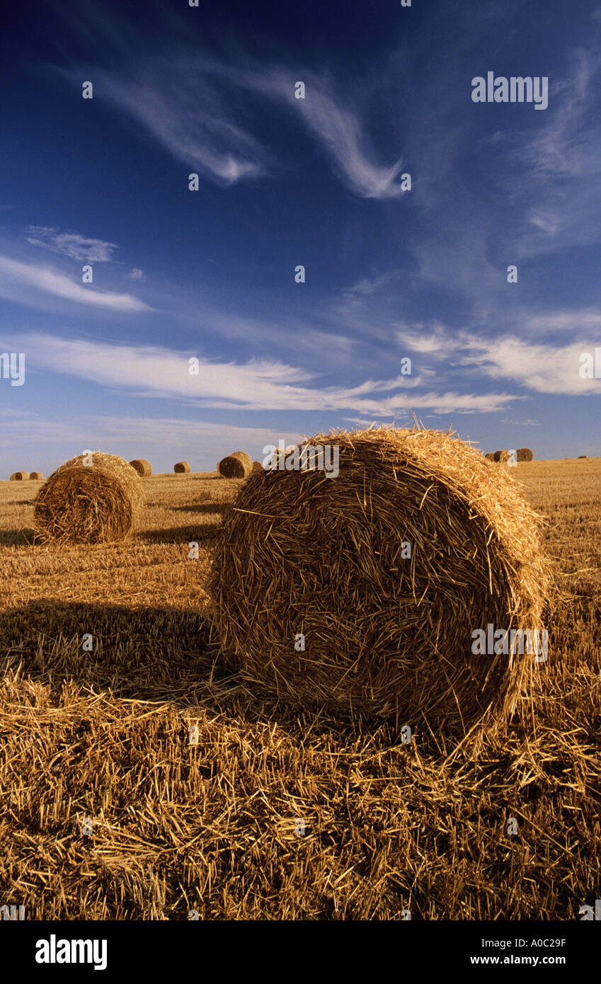 Hay bales England UK Stock Photo Alamy