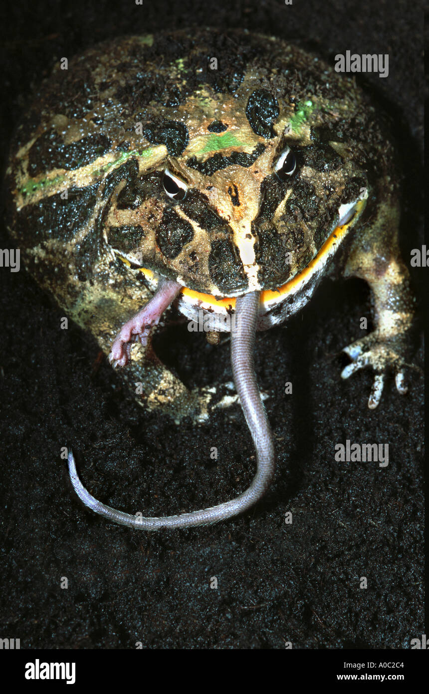 horned frog Hornfrosch CERATOPHRYS ORNATA eating a mouse AMPHIBIAN