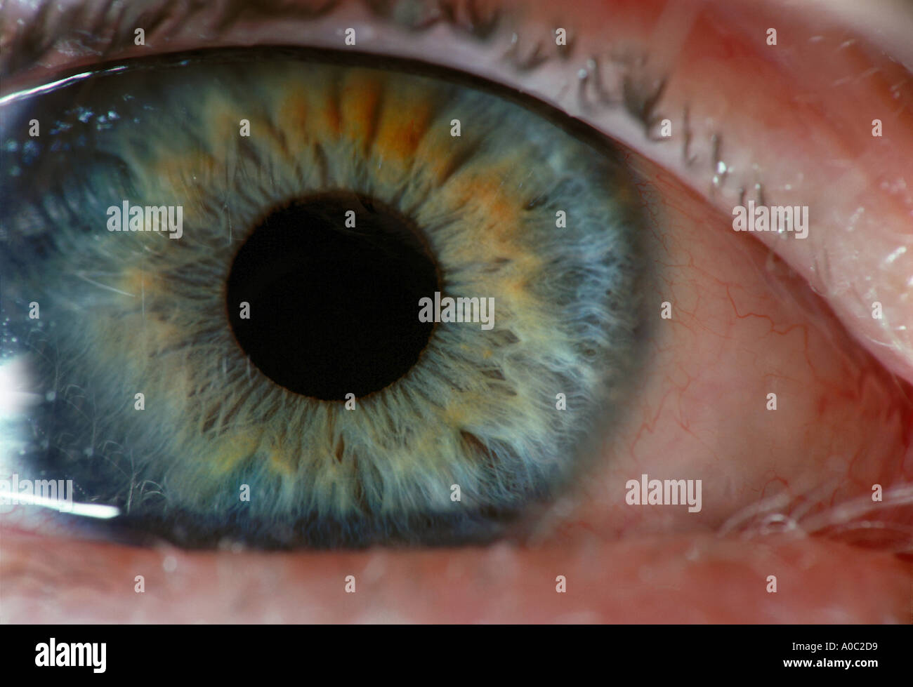 blue eye eyes IRIS CONJUNCTIVA EYELASHES EYELASH PUPIL EYEBALL TEAR